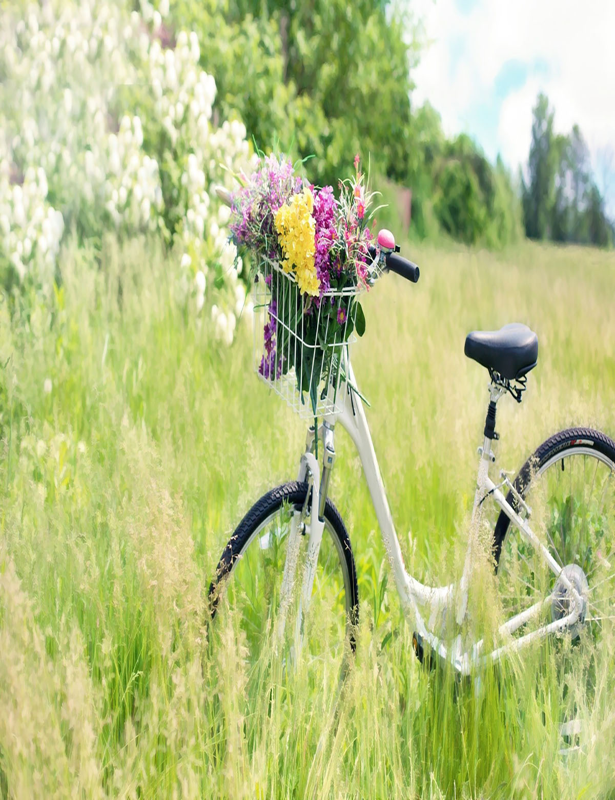 꽃밭 자전거 모